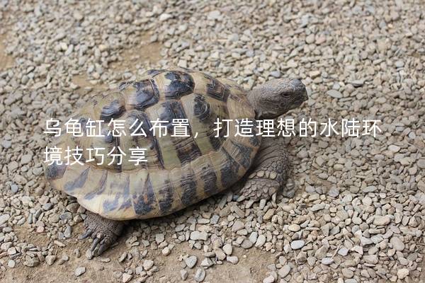 乌龟缸怎么布置，打造理想的水陆环境技巧分享