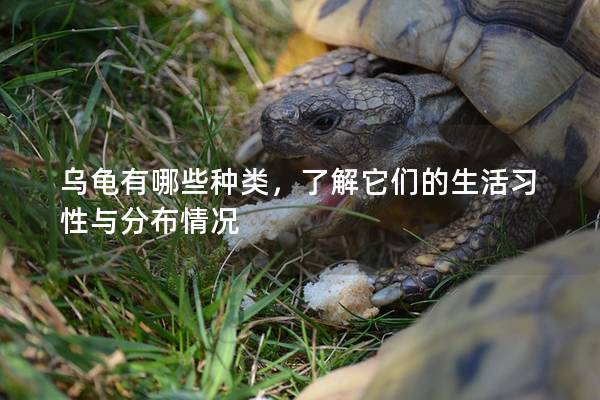乌龟有哪些种类，了解它们的生活习性与分布情况