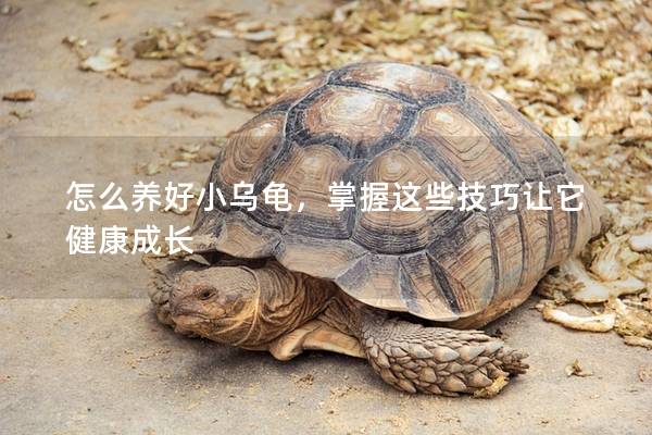 怎么养好小乌龟，掌握这些技巧让它健康成长