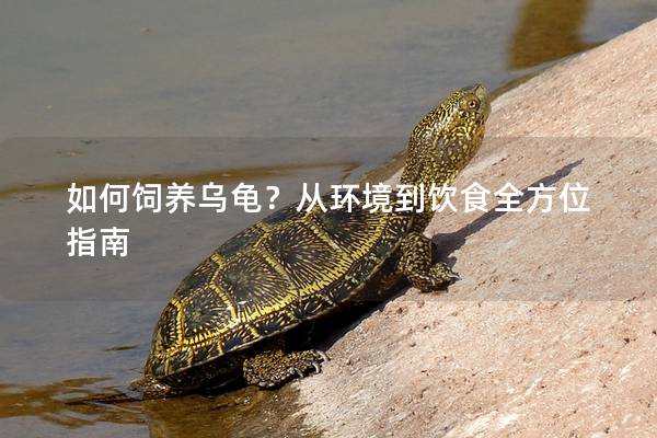 如何饲养乌龟？从环境到饮食全方位指南
