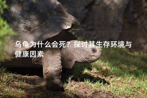 乌龟为什么会死？探讨其生存环境与健康因素