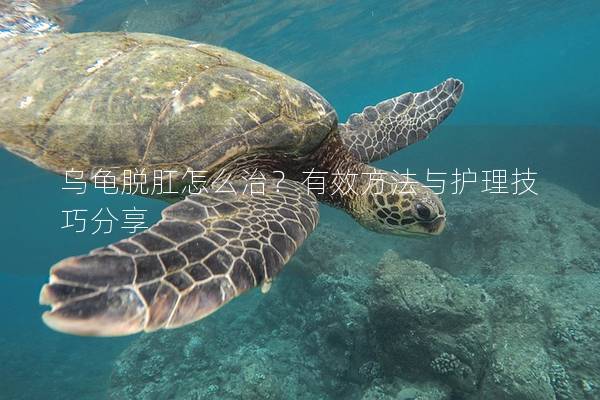 乌龟脱肛怎么治？有效方法与护理技巧分享