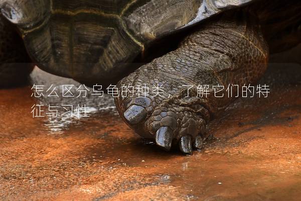怎么区分乌龟的种类，了解它们的特征与习性