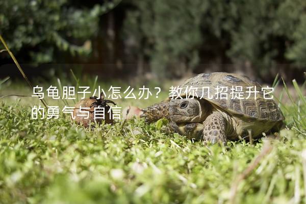 乌龟胆子小怎么办？教你几招提升它的勇气与自信