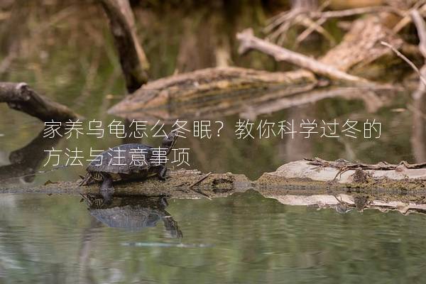 家养乌龟怎么冬眠？教你科学过冬的方法与注意事项