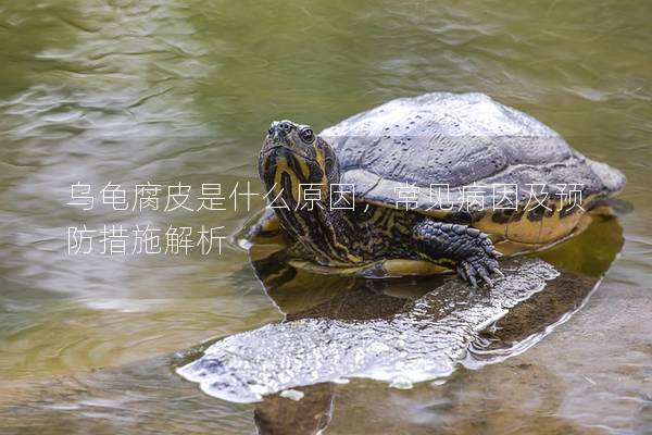 乌龟腐皮是什么原因，常见病因及预防措施解析