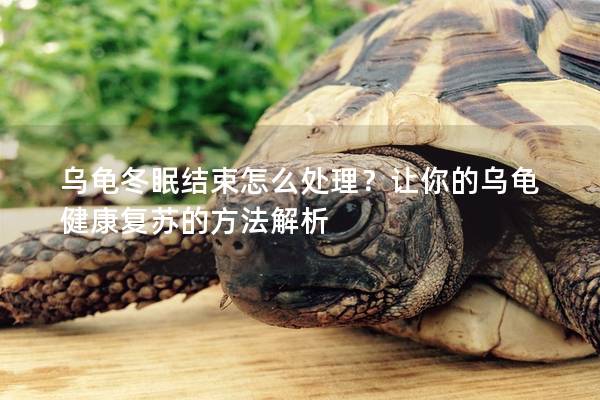 乌龟冬眠结束怎么处理？让你的乌龟健康复苏的方法解析