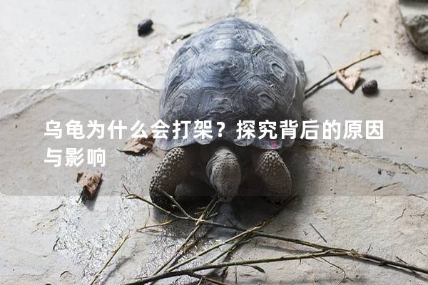乌龟为什么会打架？探究背后的原因与影响