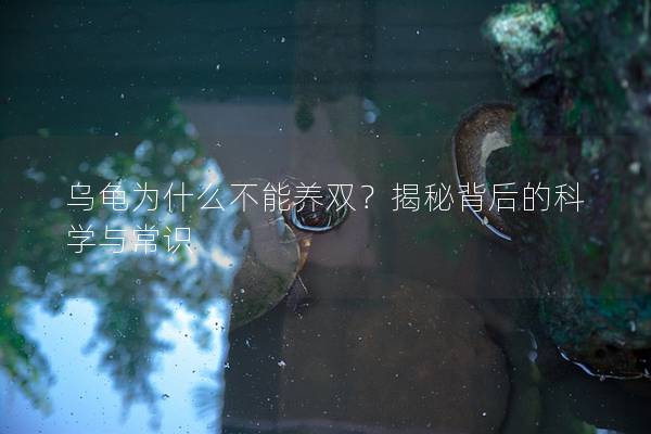 乌龟为什么不能养双？揭秘背后的科学与常识