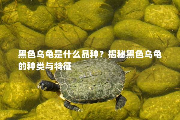 黑色乌龟是什么品种？揭秘黑色乌龟的种类与特征