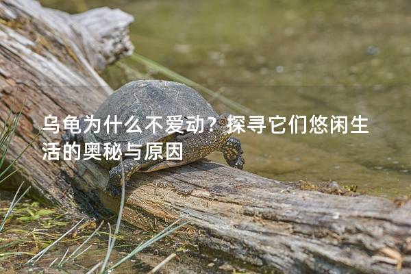 乌龟为什么不爱动？探寻它们悠闲生活的奥秘与原因