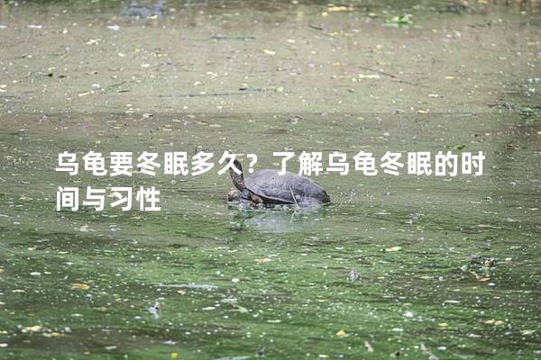 乌龟要冬眠多久？了解乌龟冬眠的时间与习性