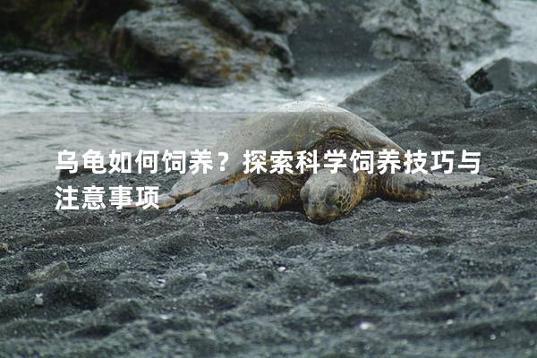 乌龟如何饲养？探索科学饲养技巧与注意事项