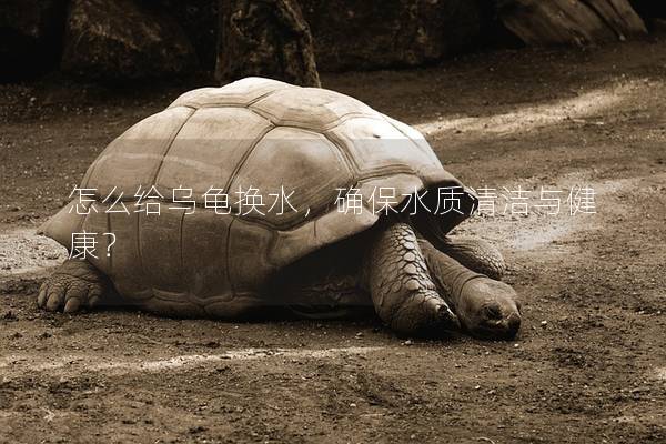 怎么给乌龟换水，确保水质清洁与健康？