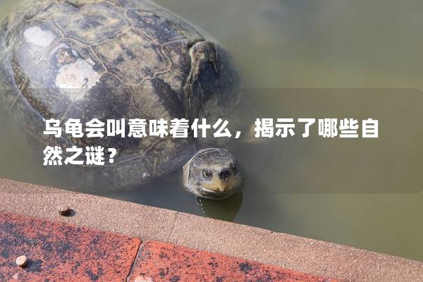 乌龟会叫意味着什么，揭示了哪些自然之谜？