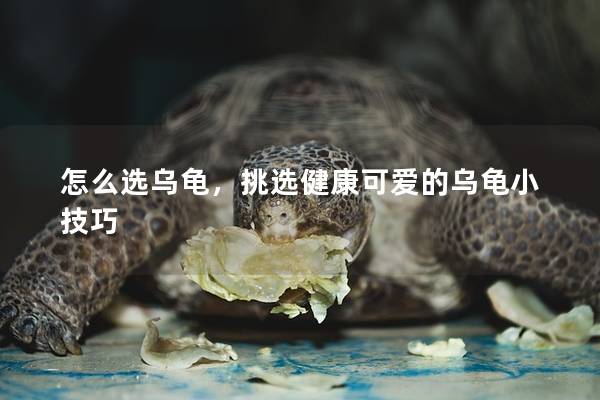 怎么选乌龟，挑选健康可爱的乌龟小技巧