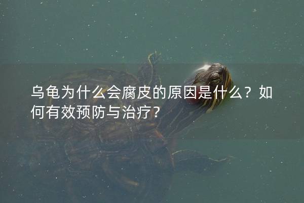 乌龟为什么会腐皮的原因是什么？如何有效预防与治疗？