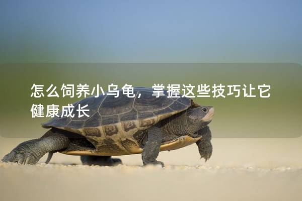 怎么饲养小乌龟，掌握这些技巧让它健康成长