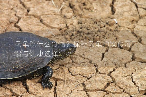 乌龟吃什么食物？探秘乌龟的饮食习惯与健康选择
