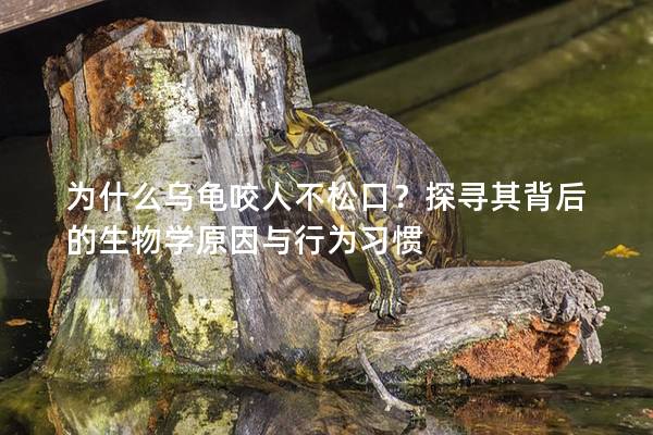为什么乌龟咬人不松口？探寻其背后的生物学原因与行为习惯