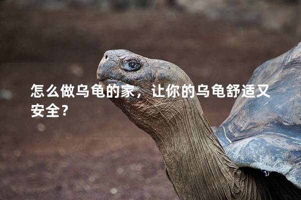 怎么做乌龟的家，让你的乌龟舒适又安全？