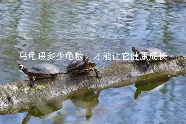 乌龟喂多少龟粮，才能让它健康成长？