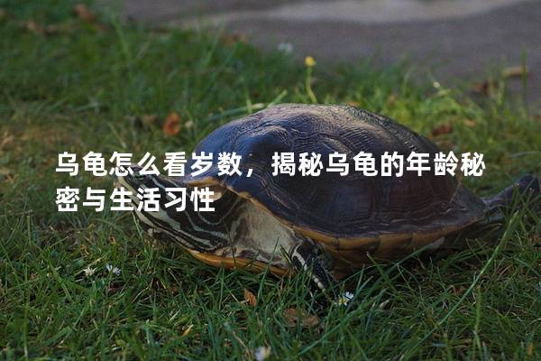 乌龟怎么看岁数，揭秘乌龟的年龄秘密与生活习性