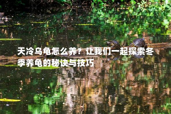 天冷乌龟怎么养？让我们一起探索冬季养龟的秘诀与技巧