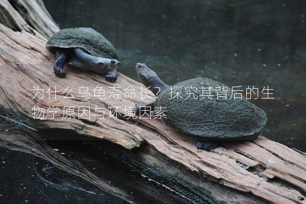 为什么乌龟寿命长？探究其背后的生物学原因与环境因素