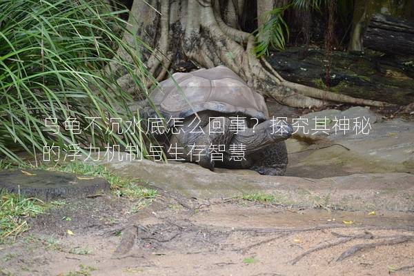 乌龟不沉水底怎么回事？探究其神秘的浮力机制与生存智慧