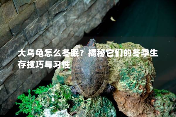大乌龟怎么冬眠？揭秘它们的冬季生存技巧与习性