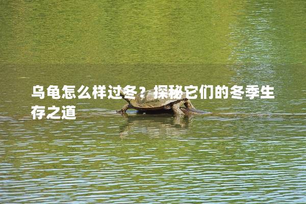 乌龟怎么样过冬？探秘它们的冬季生存之道
