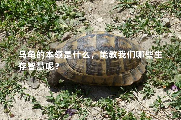 乌龟的本领是什么，能教我们哪些生存智慧呢？