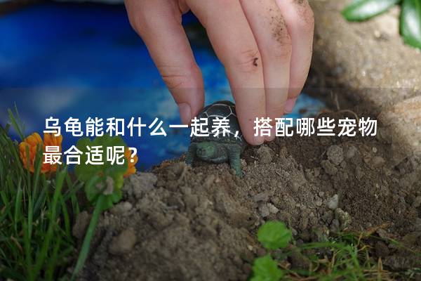 乌龟能和什么一起养，搭配哪些宠物最合适呢？