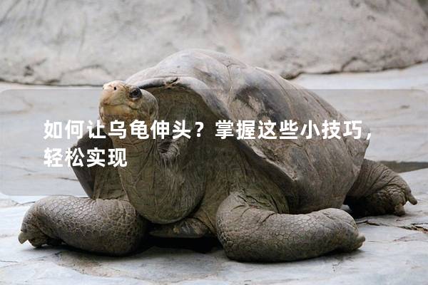 如何让乌龟伸头？掌握这些小技巧，轻松实现
