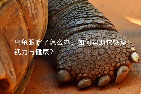乌龟眼瞎了怎么办，如何帮助它恢复视力与健康？