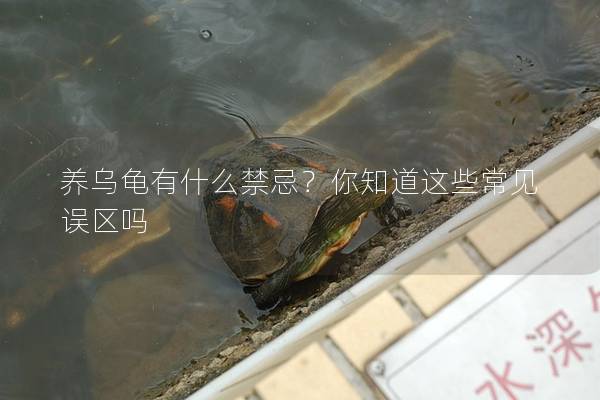 养乌龟有什么禁忌？你知道这些常见误区吗