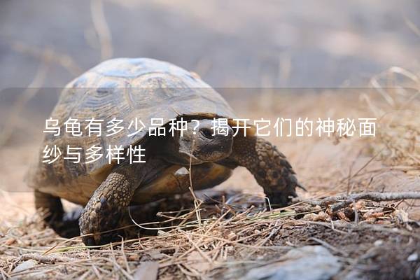 乌龟有多少品种？揭开它们的神秘面纱与多样性