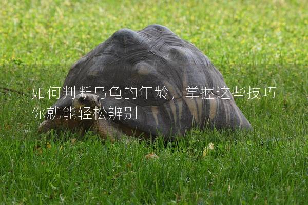 如何判断乌龟的年龄，掌握这些技巧你就能轻松辨别