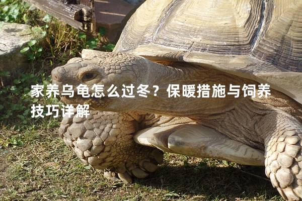 家养乌龟怎么过冬？保暖措施与饲养技巧详解