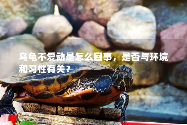 乌龟不爱动是怎么回事，是否与环境和习性有关？