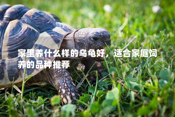 家里养什么样的乌龟好，适合家庭饲养的品种推荐