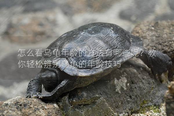 怎么看乌龟年龄的方法有哪些呢？教你轻松辨别乌龟的年龄技巧