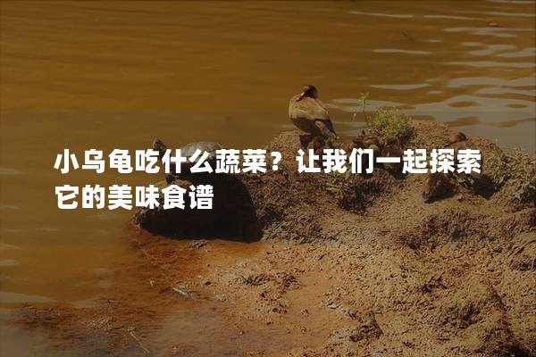 小乌龟吃什么蔬菜？让我们一起探索它的美味食谱