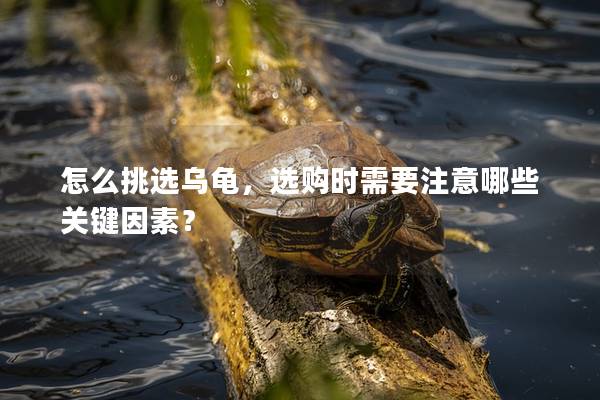 怎么挑选乌龟，选购时需要注意哪些关键因素？