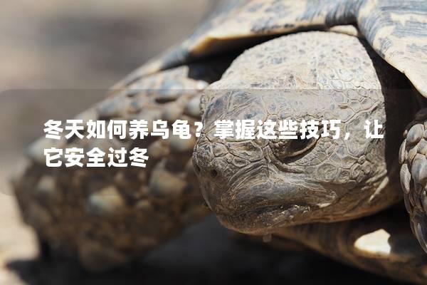 冬天如何养乌龟？掌握这些技巧，让它安全过冬