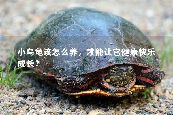 小乌龟该怎么养，才能让它健康快乐成长？