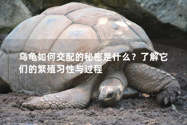 乌龟如何交配的秘密是什么？了解它们的繁殖习性与过程