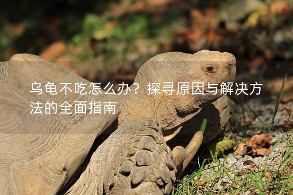 乌龟不吃怎么办？探寻原因与解决方法的全面指南