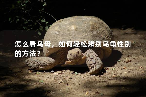 怎么看乌母，如何轻松辨别乌龟性别的方法？